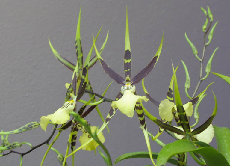 Brassia Orchid